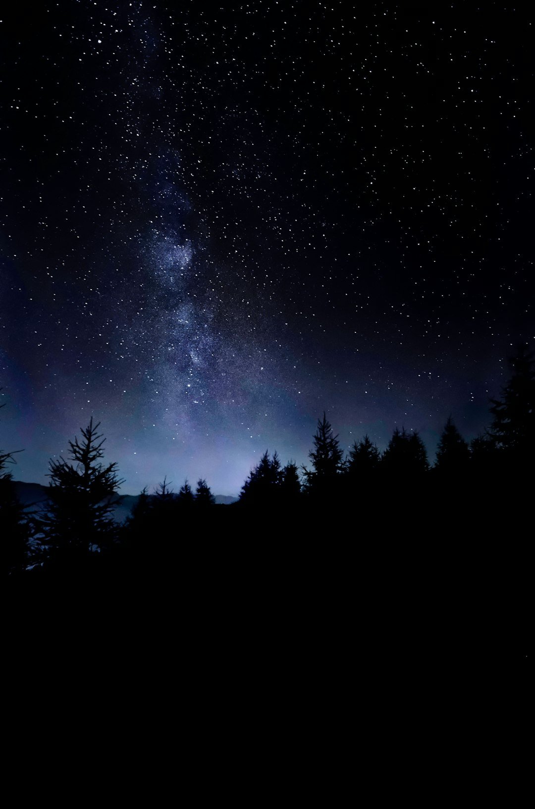 pine trees under starry sky